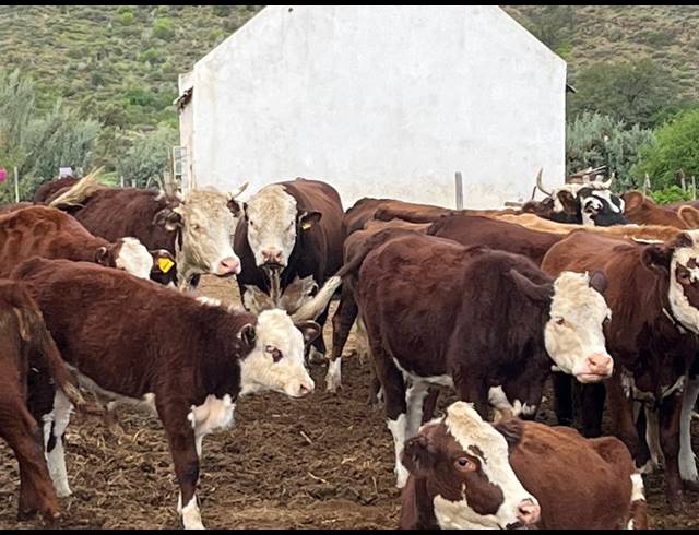 338HA FARM FOR SALE IN LADISMITH RURAL